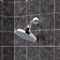 6 Inch Rain Shower Head With Arm, Chrome