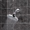 6 Inch Rain Shower Head With Arm, Chrome